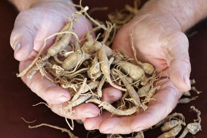 Holding Ginseng in hands